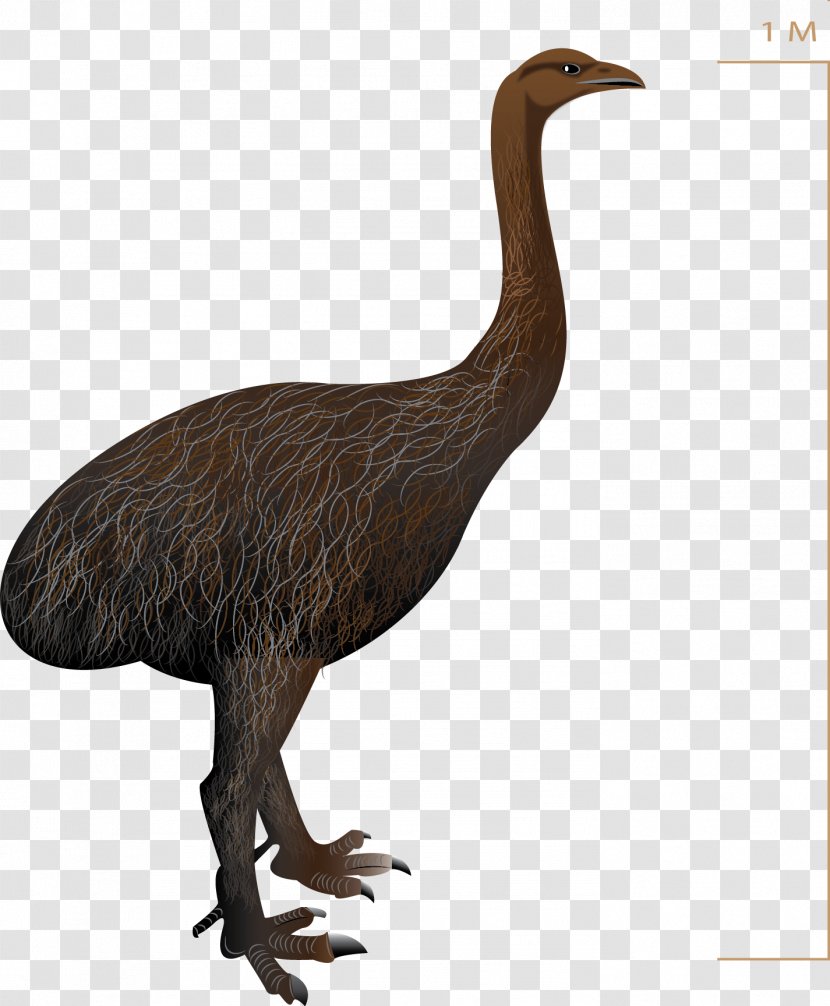 Common Ostrich Bird Emu Upland Moa Pachyornis - Fauna Transparent PNG