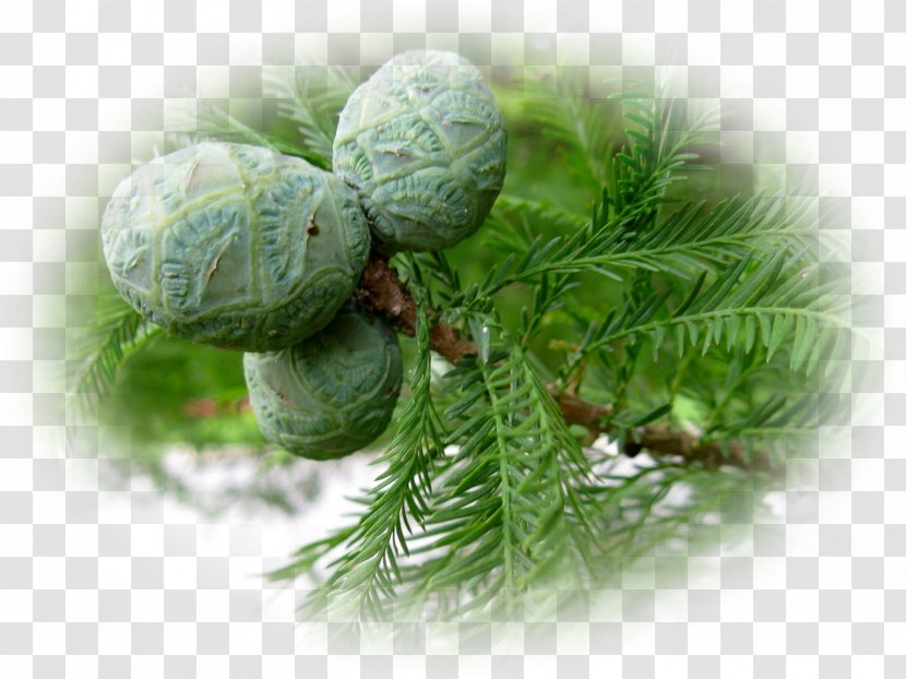 Christmas Ornament - Evergreen Transparent PNG