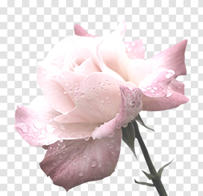Garden Roses Cabbage Rose Centerblog Flower Petal Transparent PNG