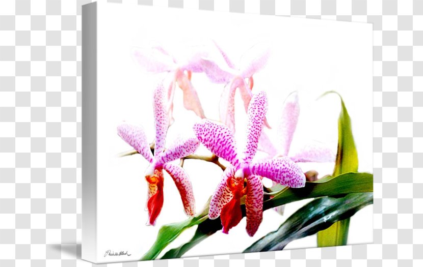 Moth Orchids Cattleya Dendrobium Cut Flowers Floral Design - Seed Plant Transparent PNG