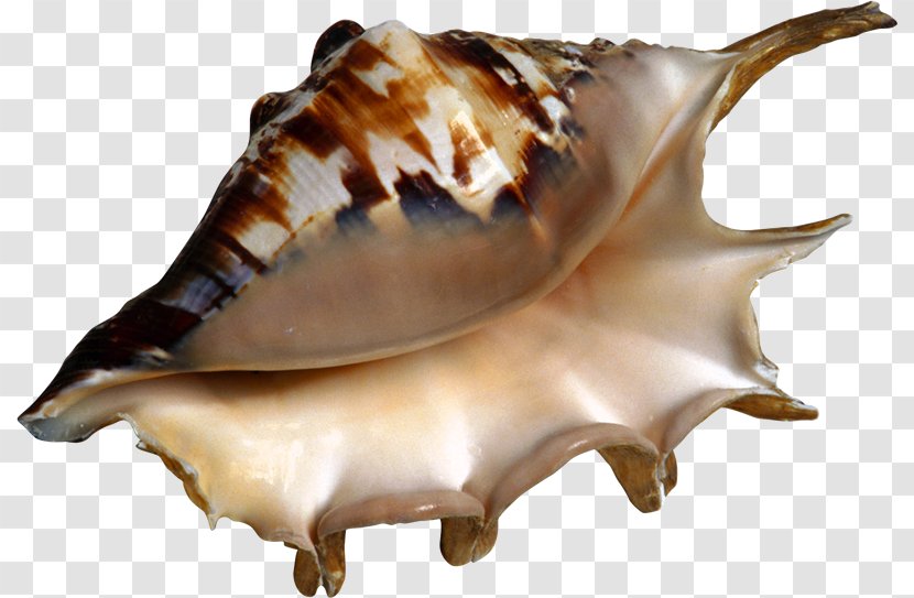 Seashell Conch Sea Snail - Cdr Transparent PNG
