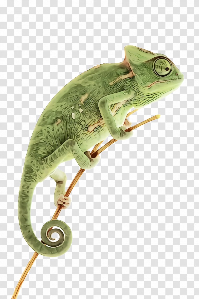 Chameleon Lizard Iguania Common Reptile - Anole Scaled Transparent PNG