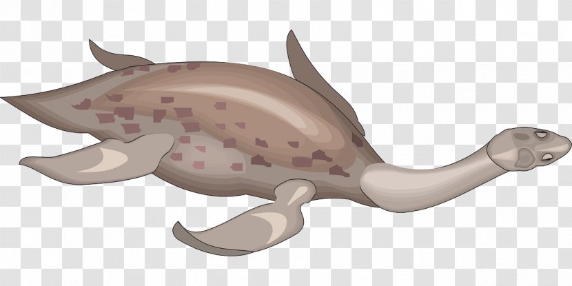 Fish Fin - Marine Mammal - Creatures Clipart Transparent PNG