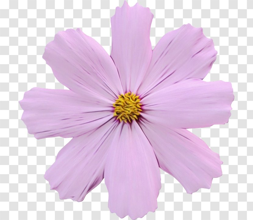 Garden Cosmos Annual Plant Plate-bande Violet Pink Transparent PNG