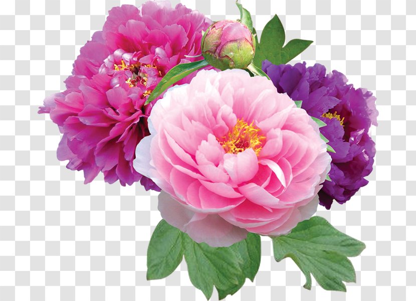 Peony Desktop Wallpaper Clip Art - Garden Roses Transparent PNG