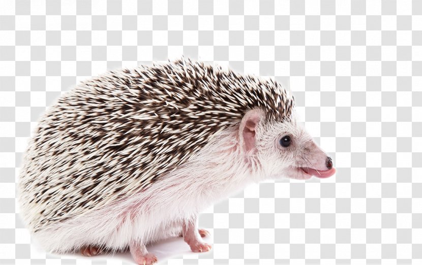 Four-toed Hedgehog Southern African Stock Photography - Lesser Tenrec - A Gray And White Side Photo Transparent PNG