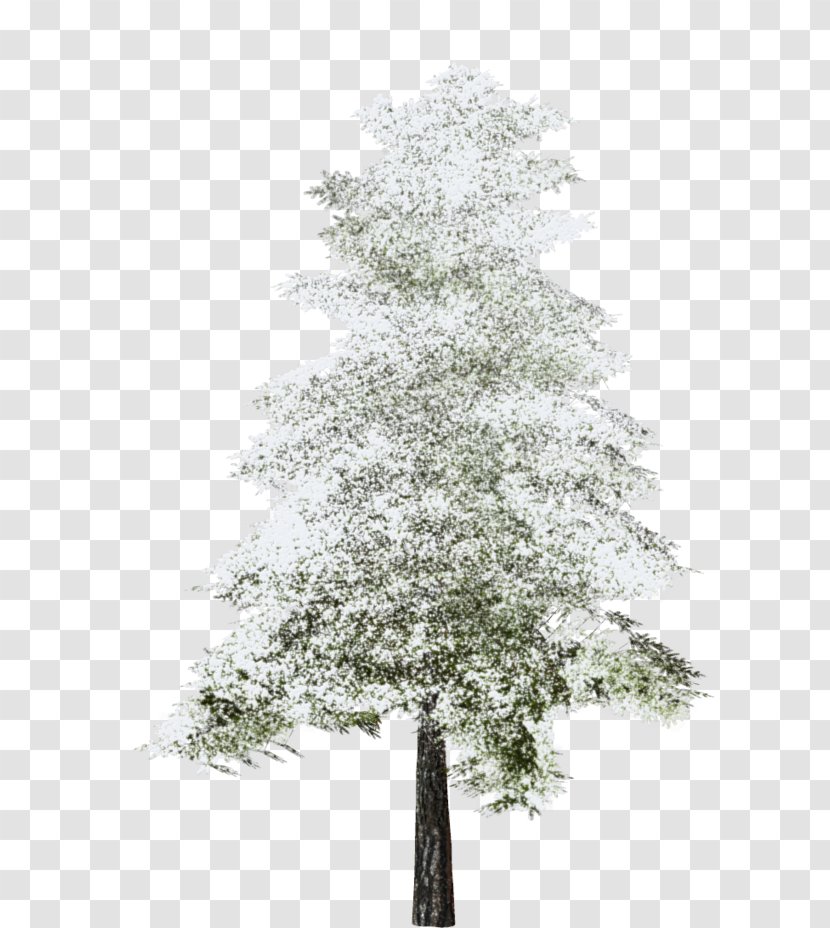 Tree Fir Clip Art Image - Twig Transparent PNG