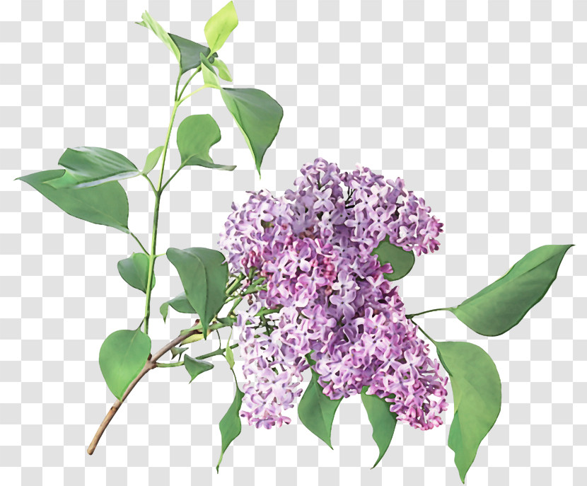 Flower Lilac Plant Lilac Purple Transparent PNG