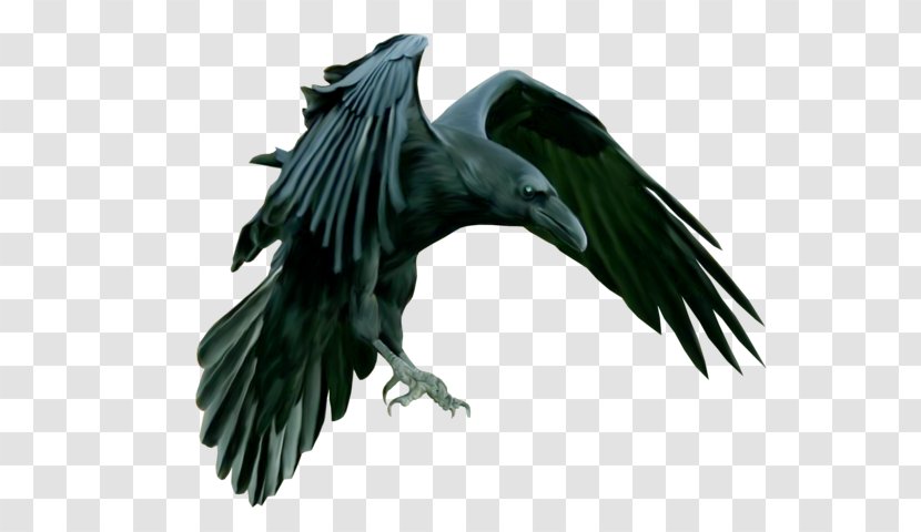 American Crow Rook Common Raven Tower Of London Epic Black Metal - Wing - Corbeau Transparent PNG