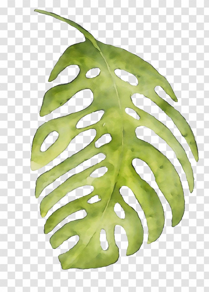 Leaf Plant Stem Fruit Tree - Green Transparent PNG