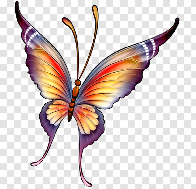Butterfly Drawing Painting Insect - Watercolor Transparent PNG