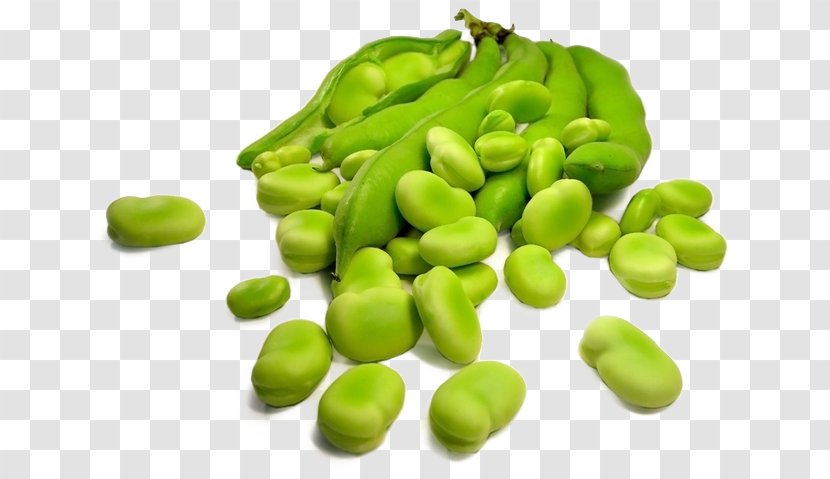 Broad Bean Legumes Sowing Food - Carbohydrate - Vegetal Transparent PNG