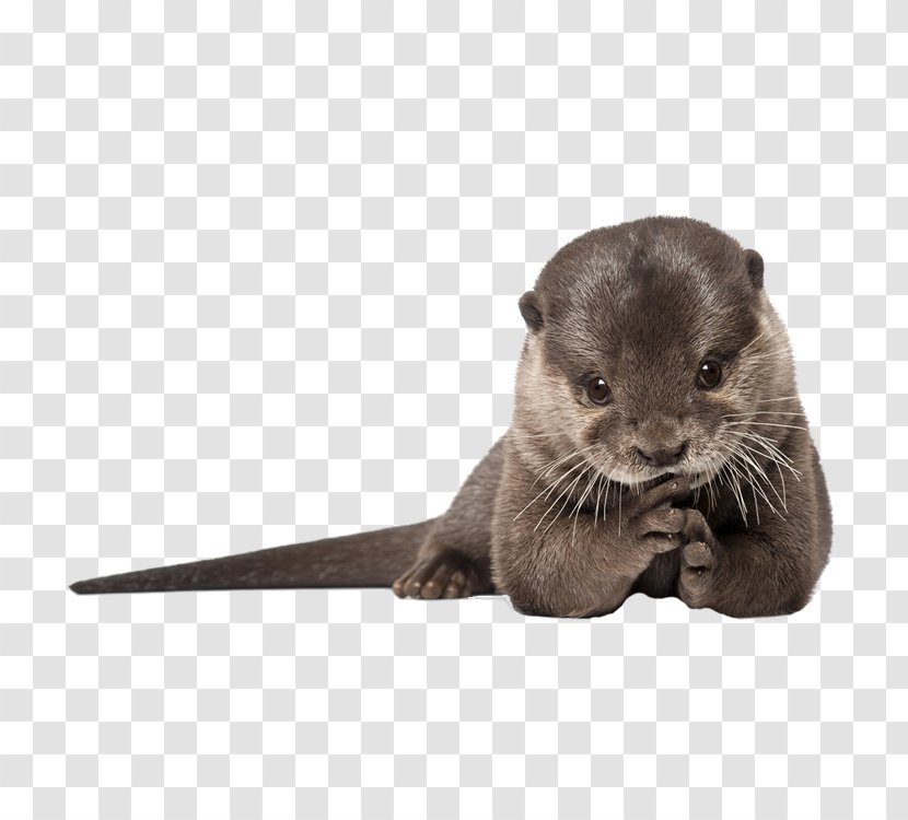 IPhone 6 Plus 4 Sea Otter 5s - Whiskers - Leopard Transparent PNG