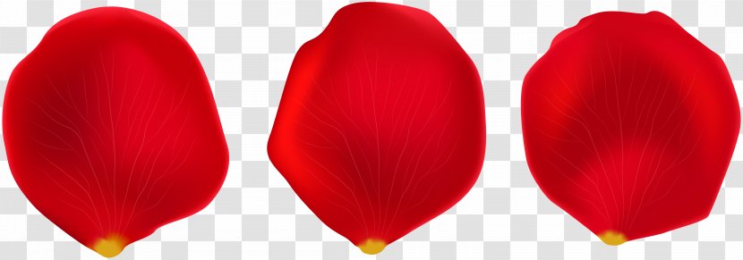 Petal Clip Art - Computer Animation - Rose Transparent PNG