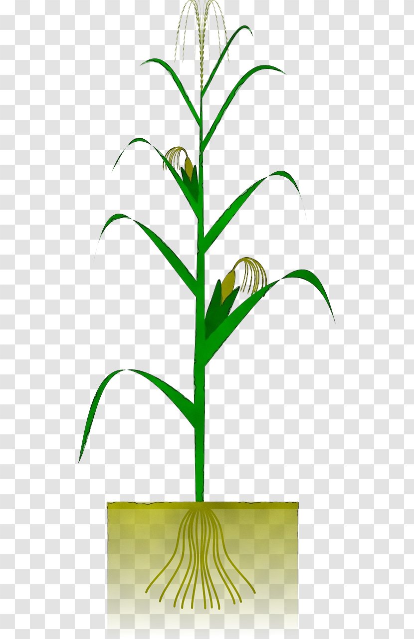 Flowerpot Flower Plant Houseplant Leaf - Stem - Terrestrial Grass Transparent PNG