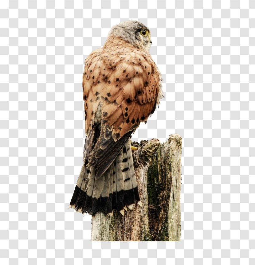 Hawk Bird Of Prey Owl Eagle - Wildlife Transparent PNG
