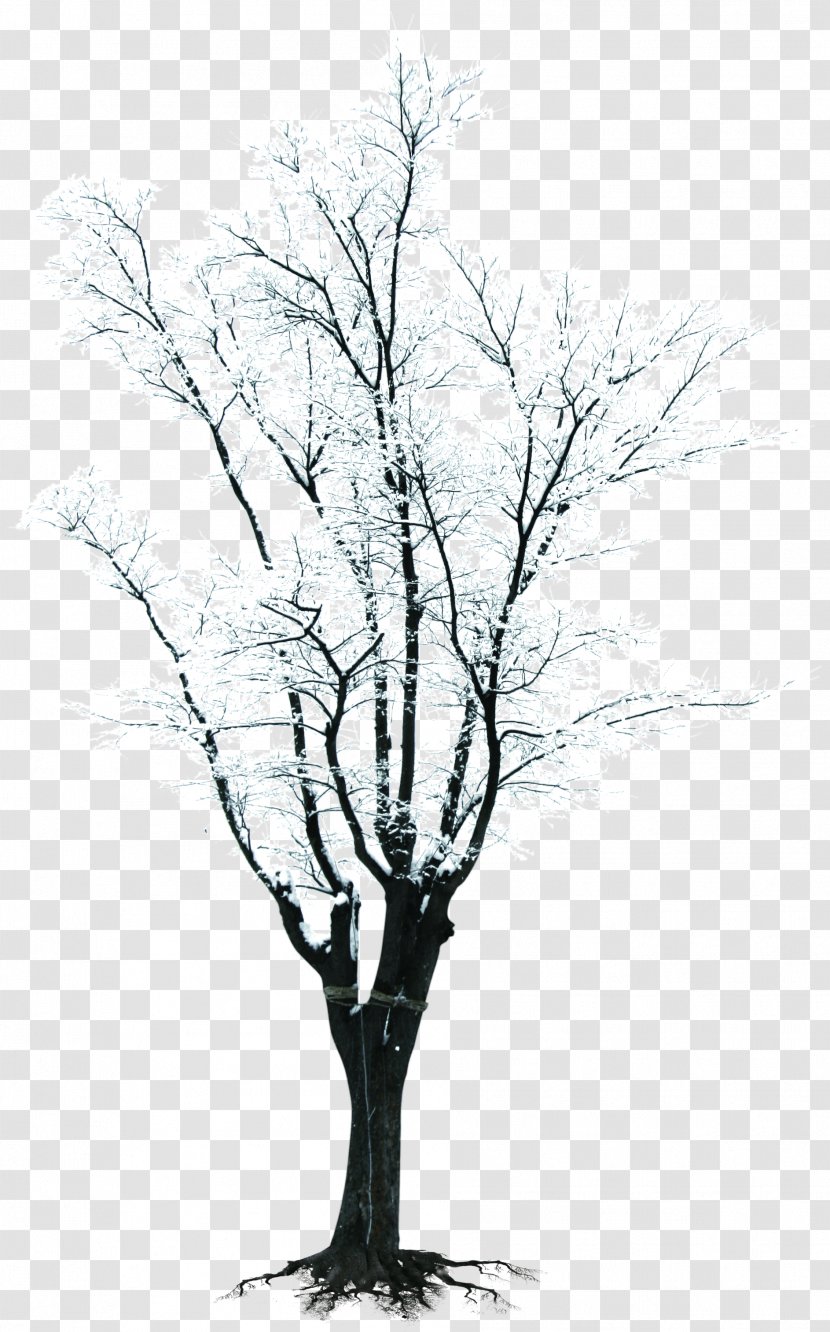Tree Branch Winter Clip Art - Snow Branches Creative Transparent PNG