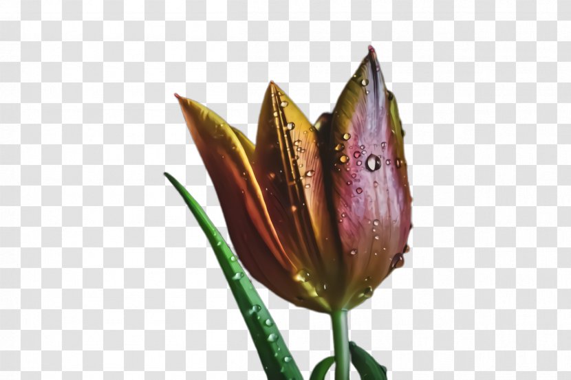 Lily Flower Cartoon - Gentiana Anthurium Transparent PNG