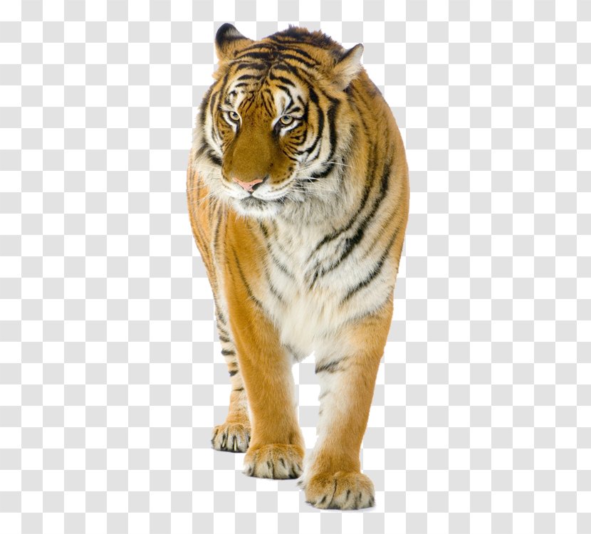 Tiger Lion Cat Stock Photography Transparent PNG