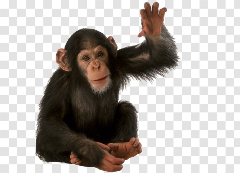 Orangutan Animal Monkey - Primate - An Transparent PNG
