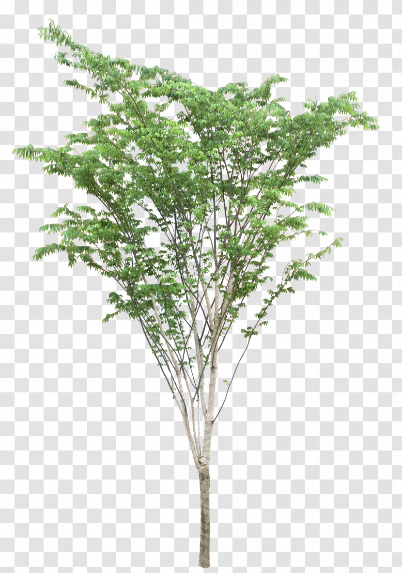 Landscape Tree Nature Clip Art - Directory - 85 Transparent PNG