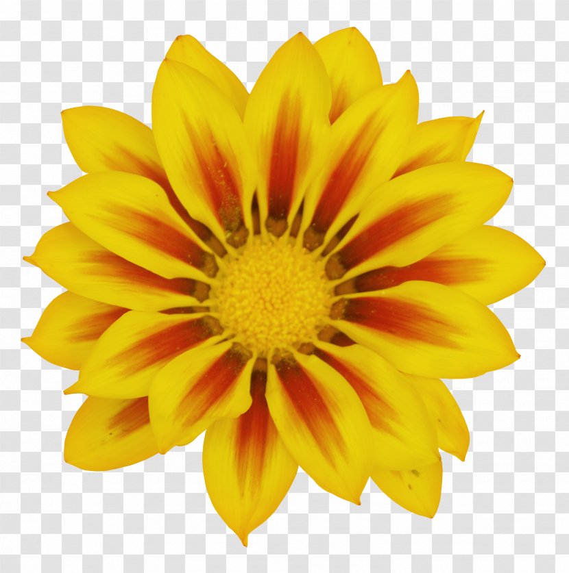 Common Daisy Transvaal Yellow Flower Clip Art - Chrysanths - Gazania Transparent PNG