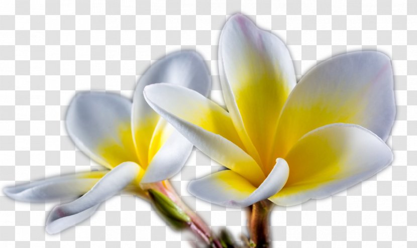 Flower Desktop Wallpaper Image Resolution - Oi - Hortensia Transparent PNG