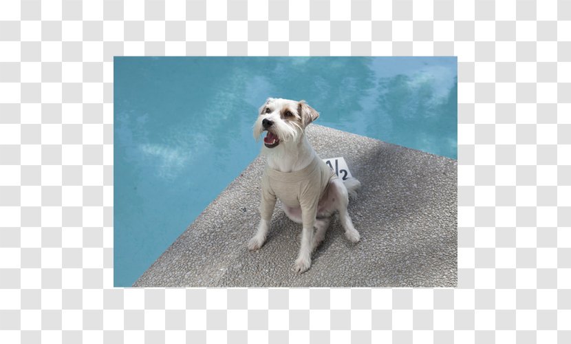 Dog Breed Sporting Group Transparent PNG
