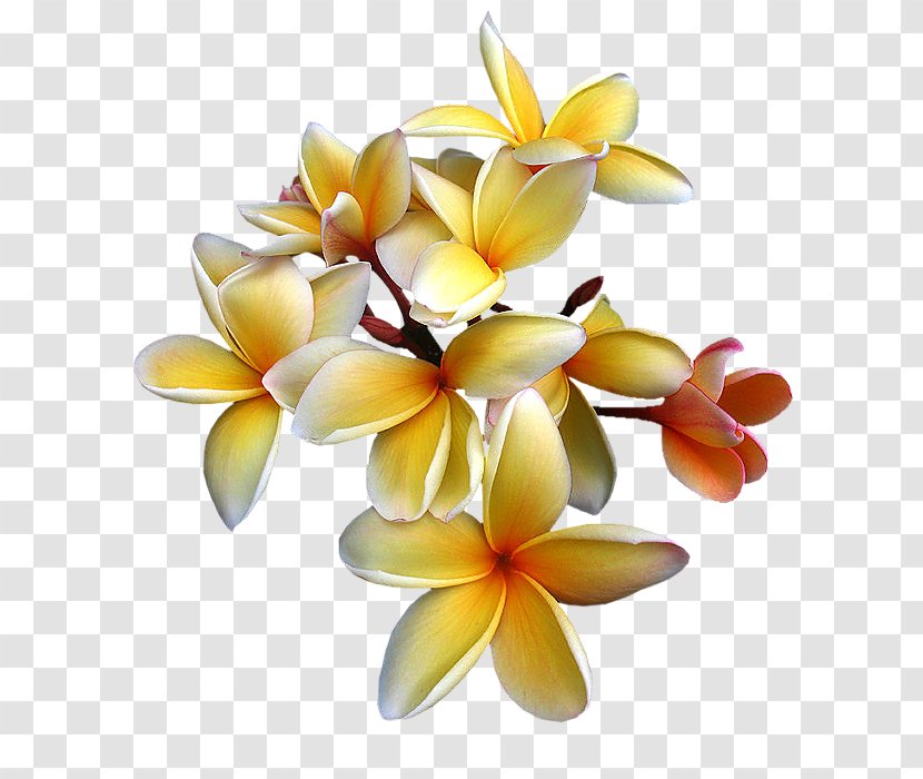 Flower Clip Art - Color - Plant Transparent PNG