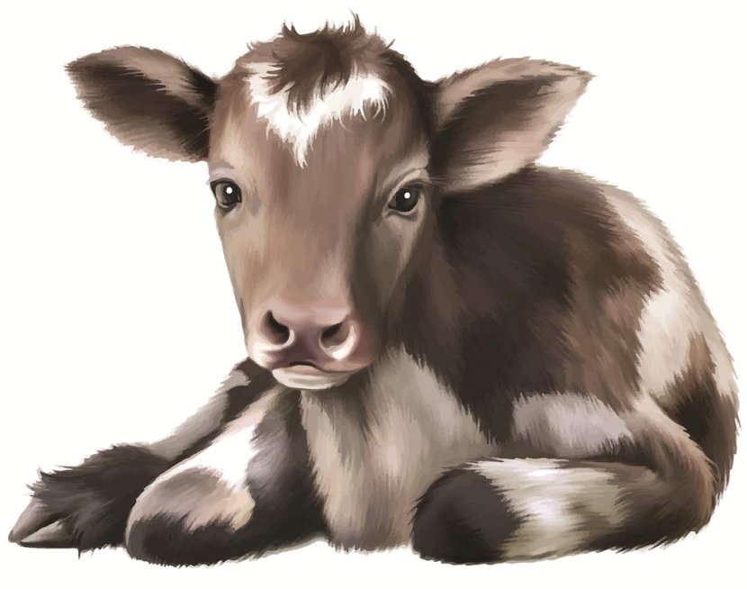 Calf Angus Cattle Infant Image Stock Photography Transparent PNG