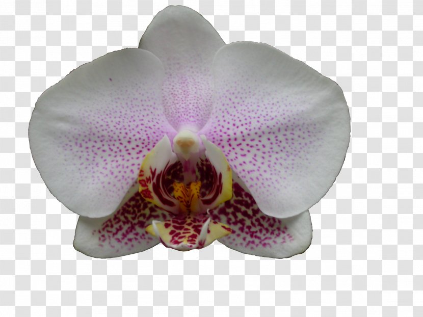 Phalaenopsis Equestris Cattleya Orchids Moth - Violet - Orchid Transparent PNG