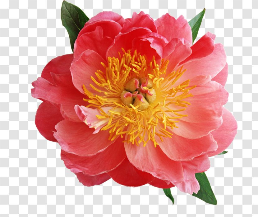 Peony Clip Art Flower Psd - Theme Transparent PNG