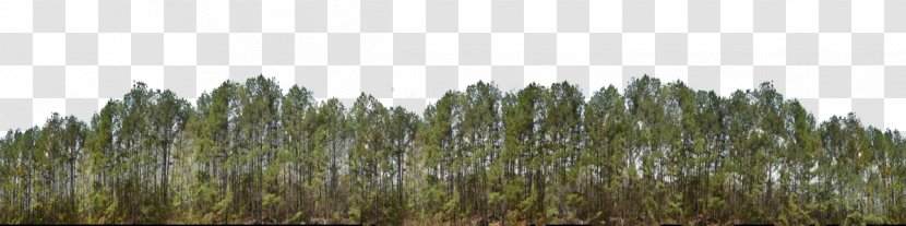 Biome Commodity Phragmites Tree - Crop - Nature Forest Transparent PNG