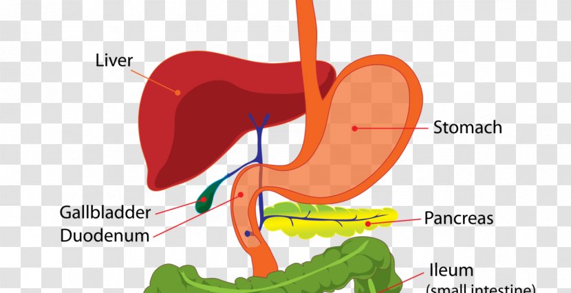 Human Digestive System Anatomy Digestion Body Gastrointestinal Tract - Tree Transparent PNG