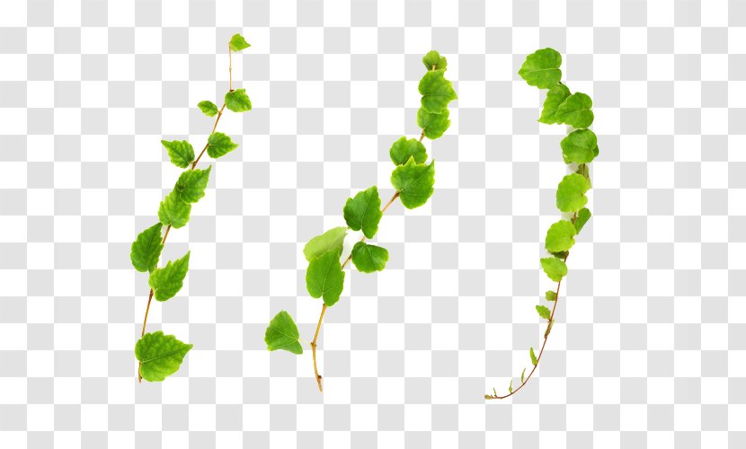 Green Vines - Leaf - Area Transparent PNG