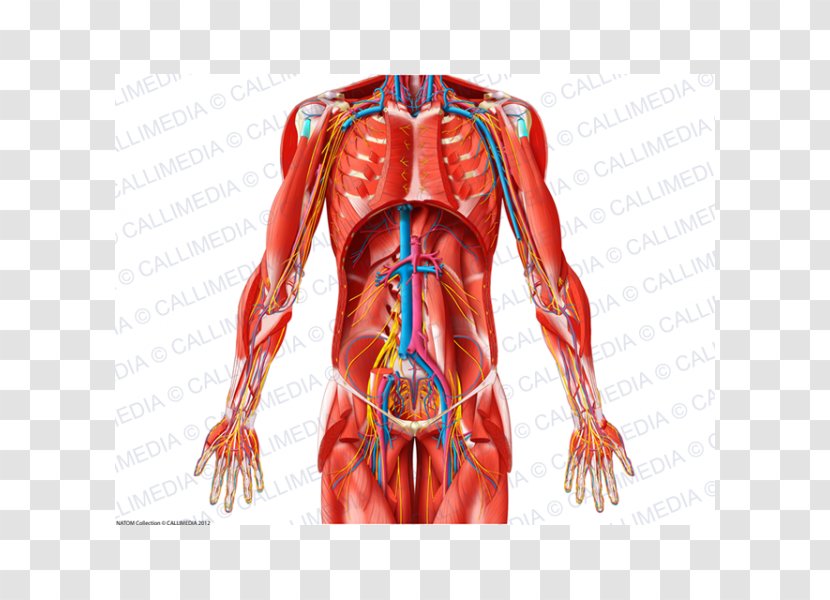 Shoulder Blood Vessel Muscle Nerve Abdomen - Heart - Watercolor Transparent PNG