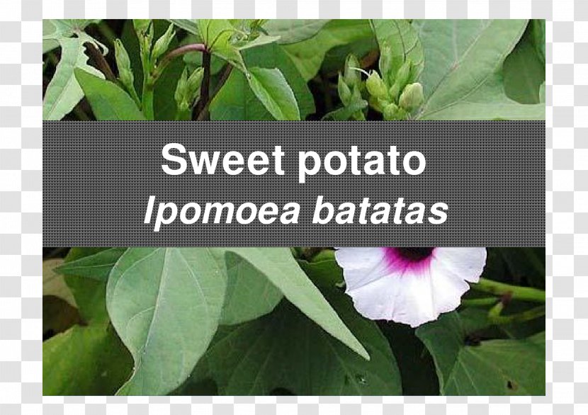 Sweet Potato Leaf Food Albugo Tuber Transparent PNG