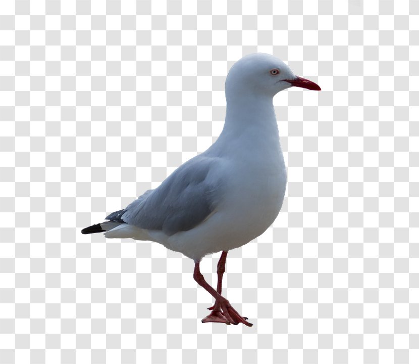 Gulls Bird European Herring Gull Transparent PNG