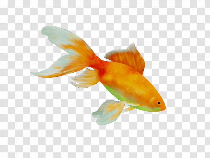 Goldfish Feeder Fish Orange S.A. - Tail Transparent PNG