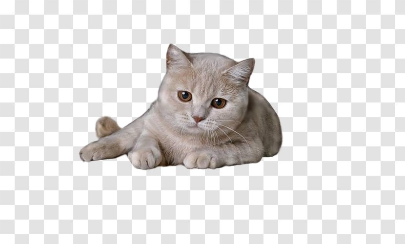 British Shorthair Kitten Clip Art - American - Lazy Cat Transparent PNG