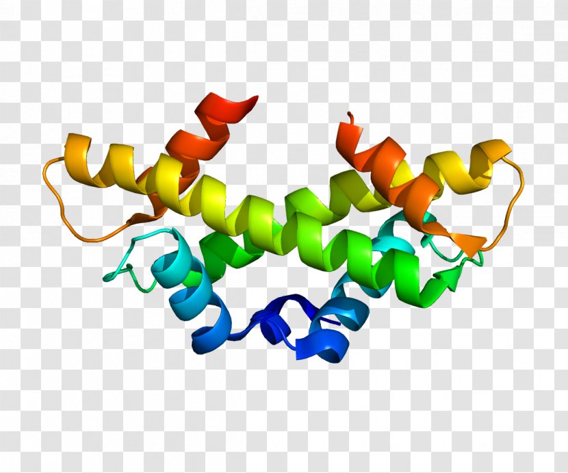CENPA Centromere Protein Kinetochore Mitosis - Histone - Homologene Transparent PNG