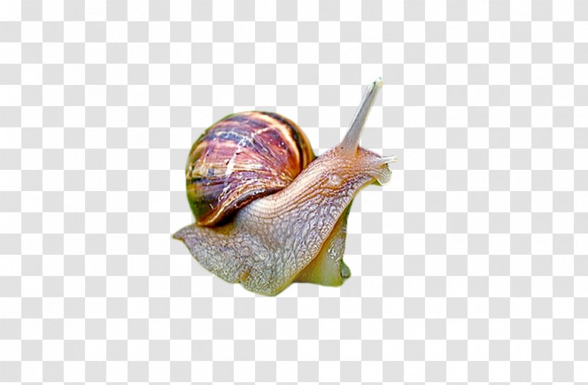 Snail Presentation - Invertebrate Transparent PNG