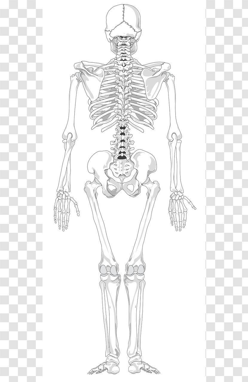 Human Skeleton Back Body Bone - Tree Transparent PNG