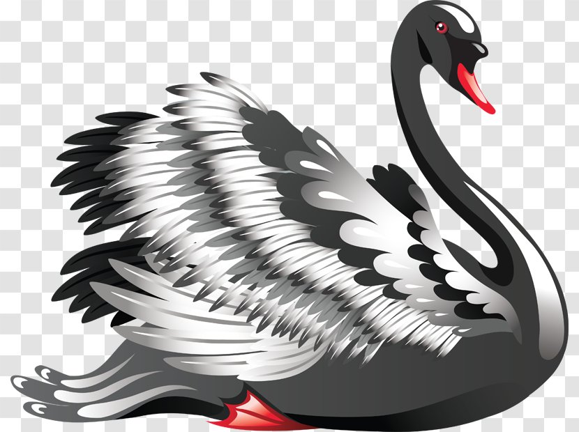 Mute Swan Bird Black Black-necked Transparent PNG