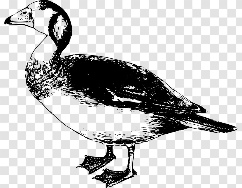 Africa Goose Bird Duck Clip Art - Mallard Transparent PNG