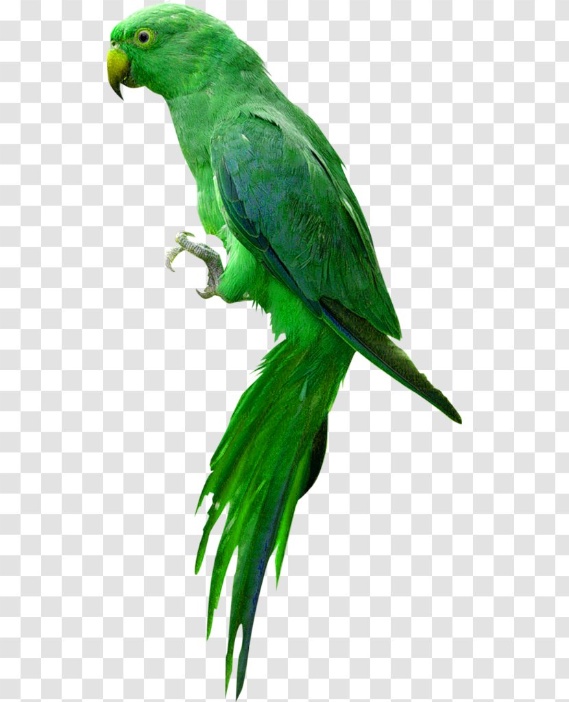 Parrot Bird Budgerigar Transparent PNG