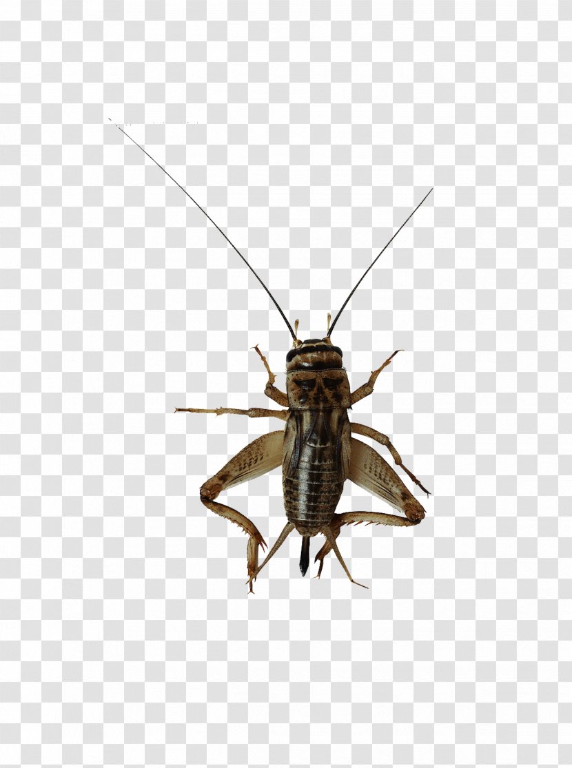 Insect Image File Formats - Cricket Transparent PNG