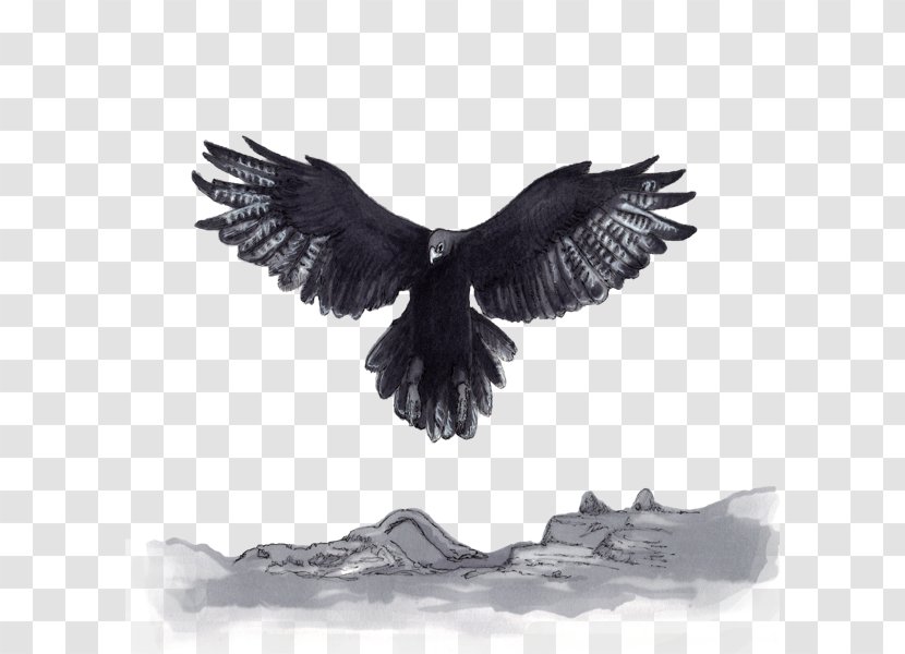 Eagle Beak Feather Neck - Bird Transparent PNG