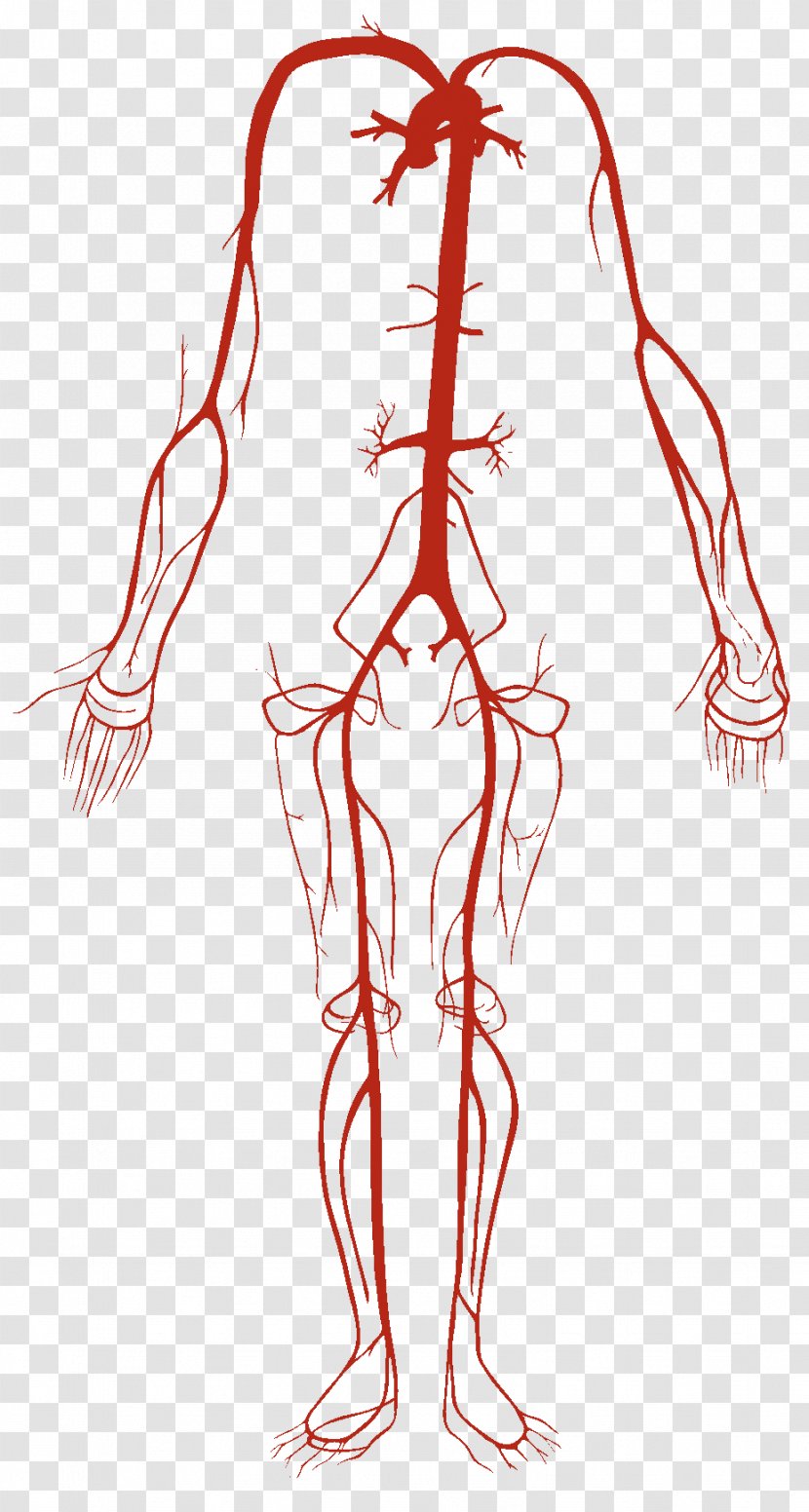 Artery Vein Circulatory System Human Body Blood Vessel - Frame - Heart Transparent PNG