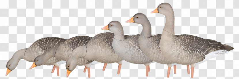 Greylag Goose Duck Mallard Decoy - Animal Figure Transparent PNG